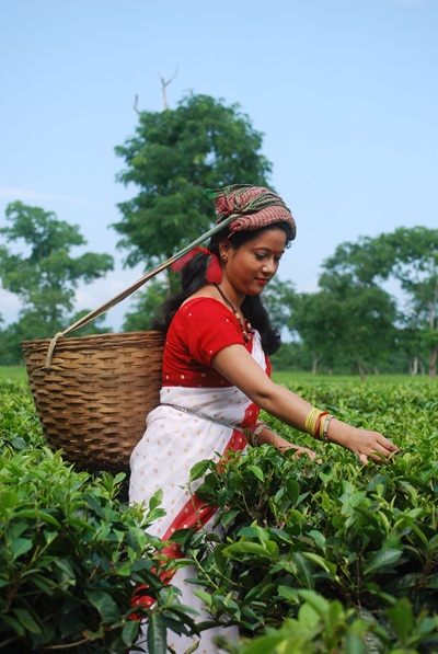 Monsoon Tea Guide — Best Teas for the Rainy Season