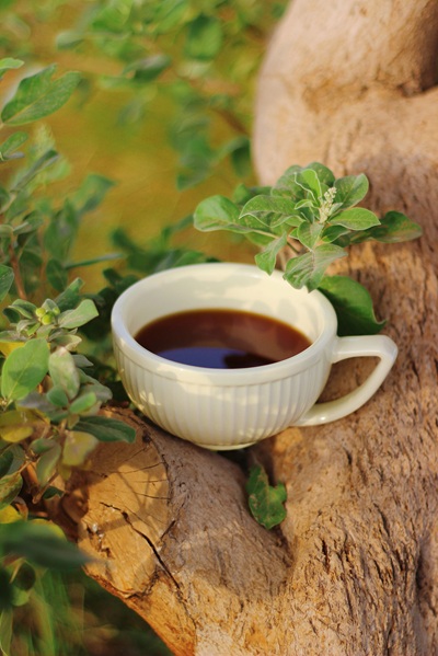 Monsoon Tea Guide — Best Teas for the Rainy Season